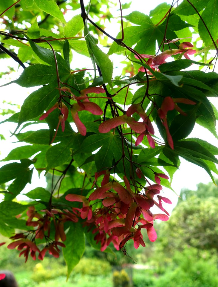 Acer palmatum subsp. matsumurae - Hillier Gardens - Romsey, Hampshire, England - DSC04278