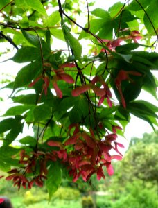Acer palmatum subsp. matsumurae - Hillier Gardens - Romsey, Hampshire, England - DSC04278