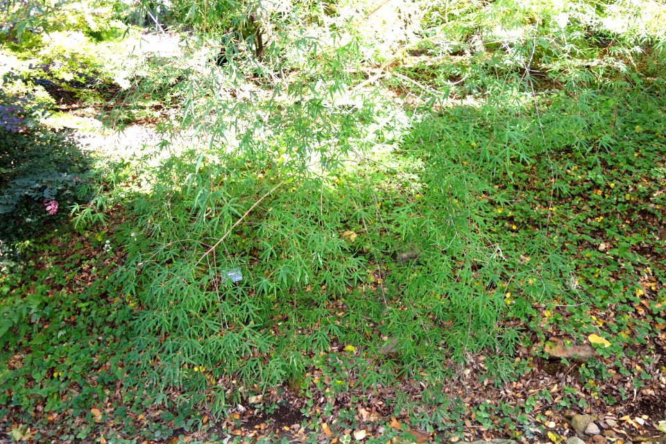 Acer pentaphyllum - Quarryhill Botanical Garden - DSC03225