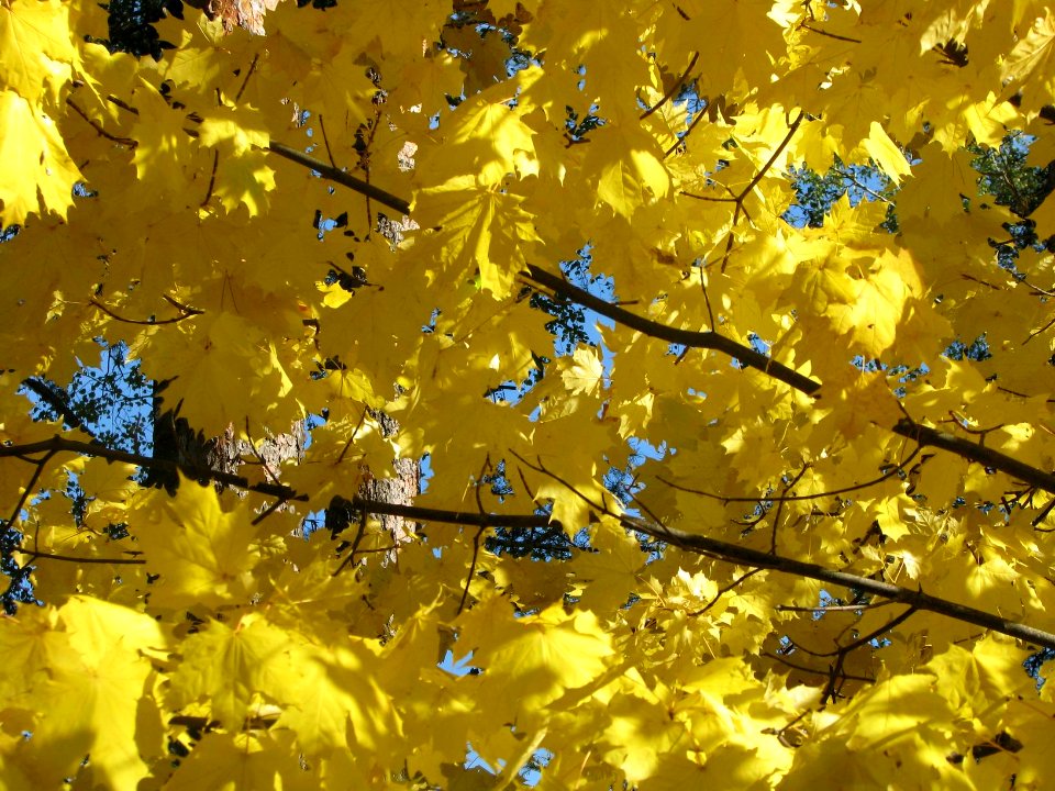 Acer platanoides 7128