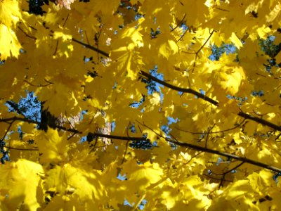 Acer platanoides 7128