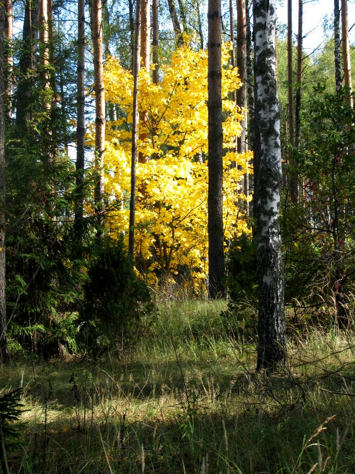 Acer platanoides 7125