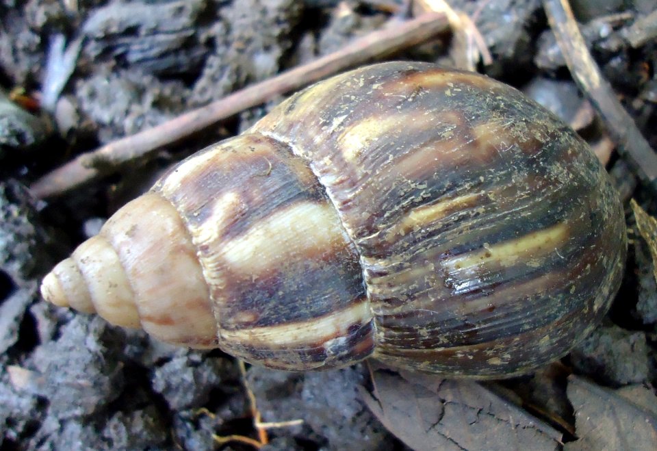 Achatina fulica (Giant African land snail)