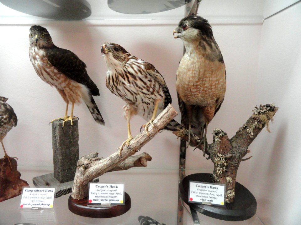 Accipiter striatus & Accipiter cooperii - Pacific Grove Museum of Natural History - DSC06712