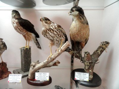 Accipiter striatus & Accipiter cooperii - Pacific Grove Museum of Natural History - DSC06712