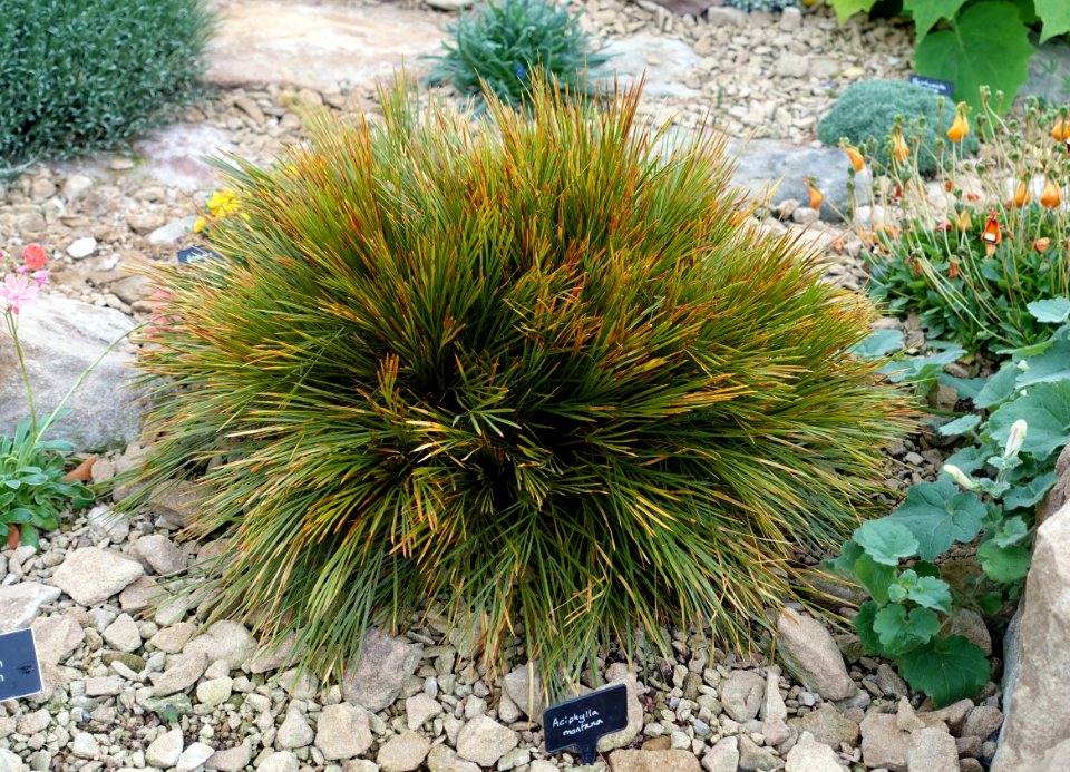 Aciphylla montana - RHS Garden Harlow Carr - North Yorkshire, England - DSC01540