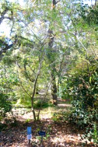 Acer pentaphyllum - Quarryhill Botanical Garden - DSC03215