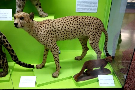 Acinonyx jubatus - Museo Civico di Storia Naturale Giacomo Doria - Genoa, Italy - DSC02741