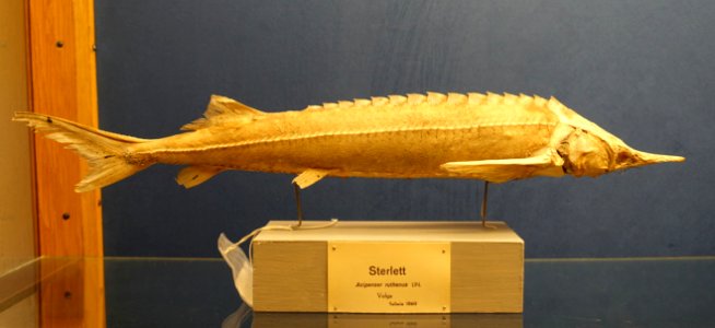 Acipenser ruthenus - Swedish Museum of Natural History - Stockholm, Sweden - DSC00670