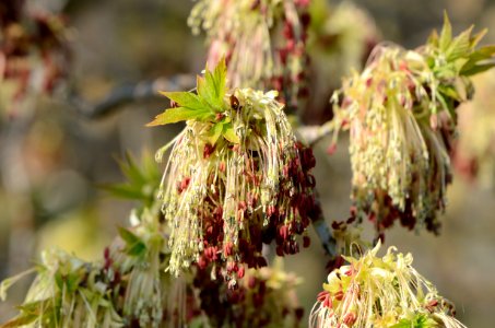 Acer negundo 01