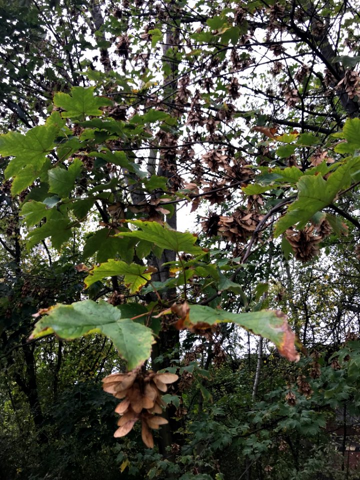 Acer pseudoplatanus 55075121