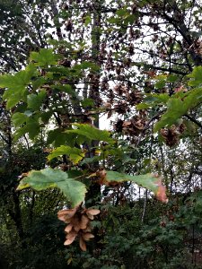 Acer pseudoplatanus 55075121