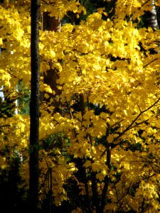 Acer platanoides 7126