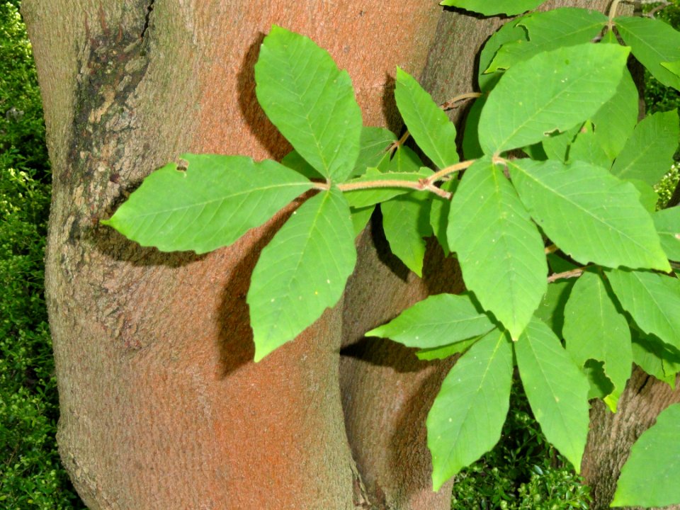 Acer maximowiczianum - Botanischer Garten, Frankfurt am Main - DSC03334