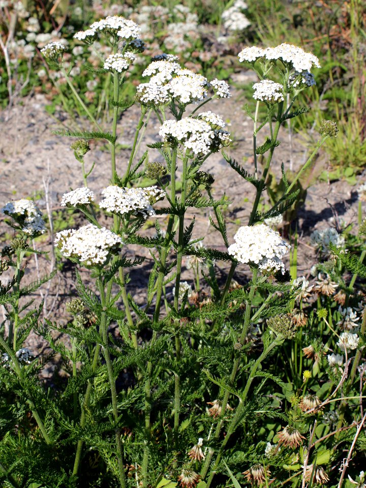 Achillea millefolium Oulu, Finland 26.06.2013