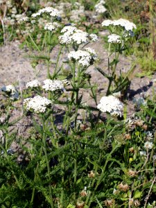 Achillea millefolium Oulu, Finland 26.06.2013