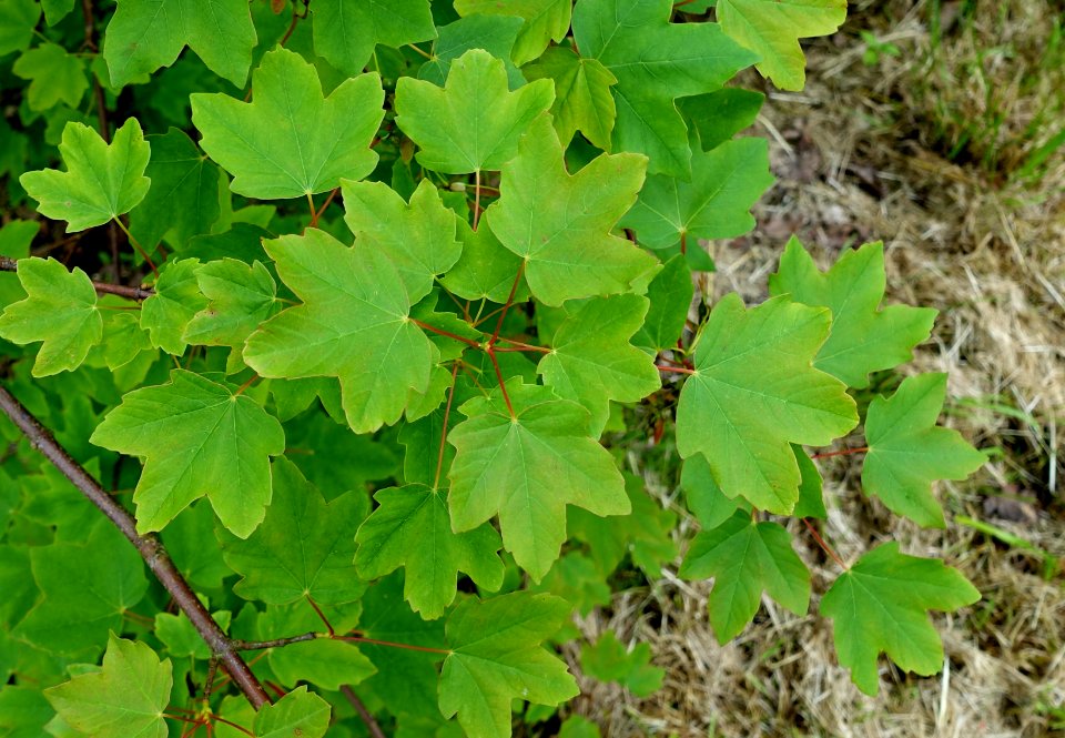 Acer hyrcanum - Hillier Gardens - Romsey, Hampshire, England - DSC04302