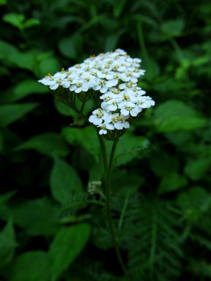 Achillea millefolium. 2021-06-13, Seldom Seen, 01