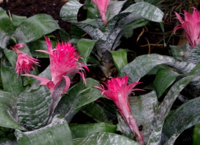 Achmea - serres de Kew Gardens