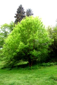 Acer negundo 'Winter Lightning' - Tyler Arboretum - DSC01778