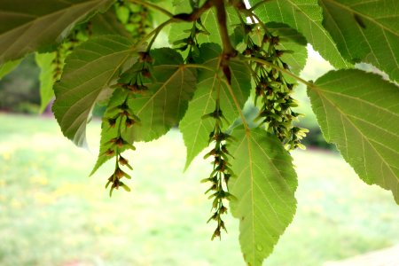Acer davidii - Tyler Arboretum - DSC01758