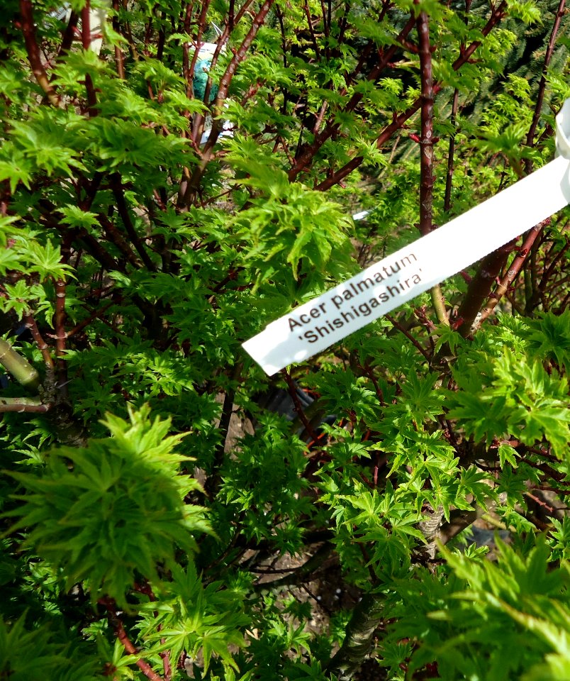 Acer palmatum 'Shishigashira' plants growing in NJ in April