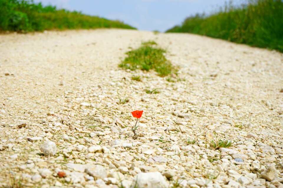 Flower blossom bloom