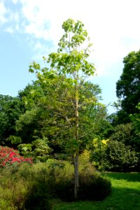 Acer sterculiaceum - Sheffield Park and Garden - East Sussex, England - DSC05501