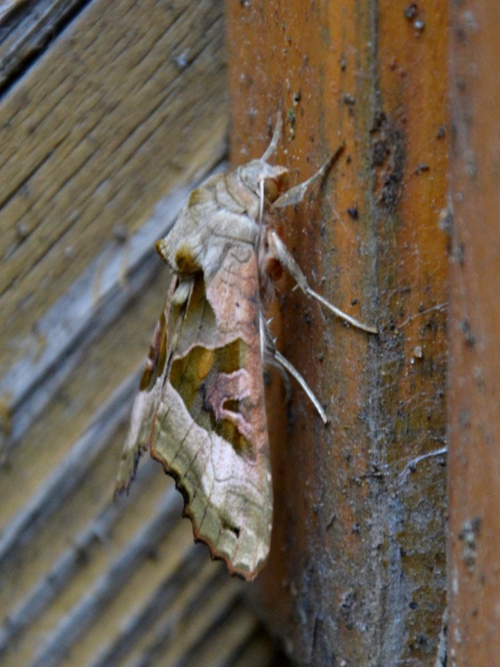 Achateule (Phlogophora meticulosa)