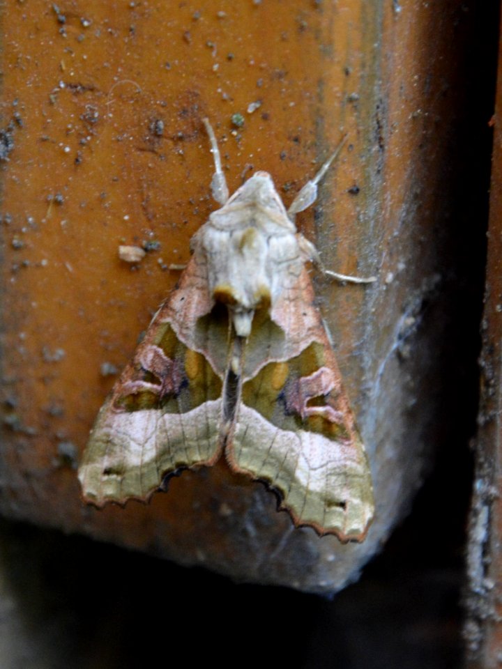 Achateule (Phlogophora meticulosa) (2)