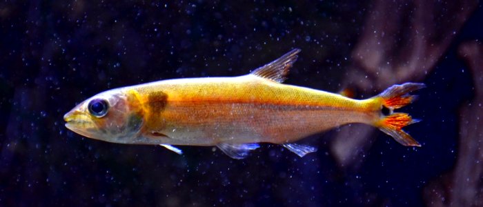 Acestrorhynchus falcatus Aquarium tropical du Palais de la Porte Dorée 10 04 2016