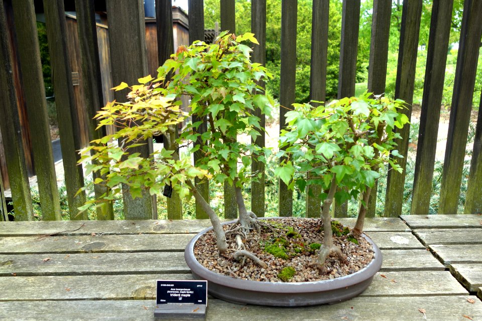 Acer buergerianum bonsai - Dawes Arboretum - DSC02987