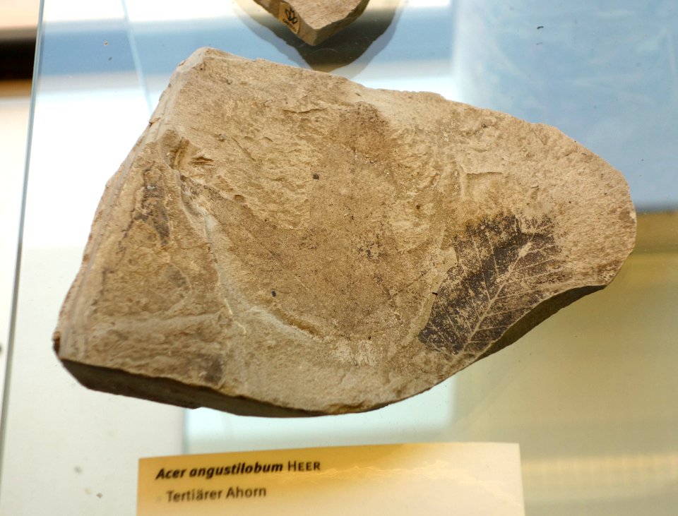 Acer angustilobum fossil - Botanischer Garten, Dresden, Germany - DSC08490