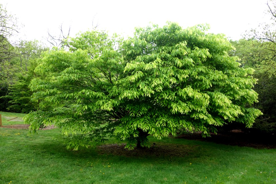 Acer carpinifolium - Tyler Arboretum - DSC01747