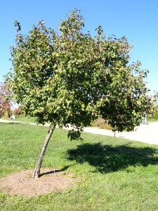 Acer tataricum - University of Kentucky Arboretum - DSC09316