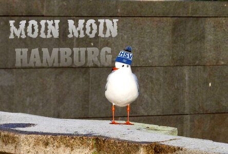 Cap hsv hamburg