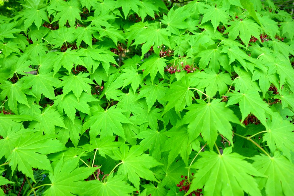 Acer sieboldianum - Morris Arboretum - DSC00313