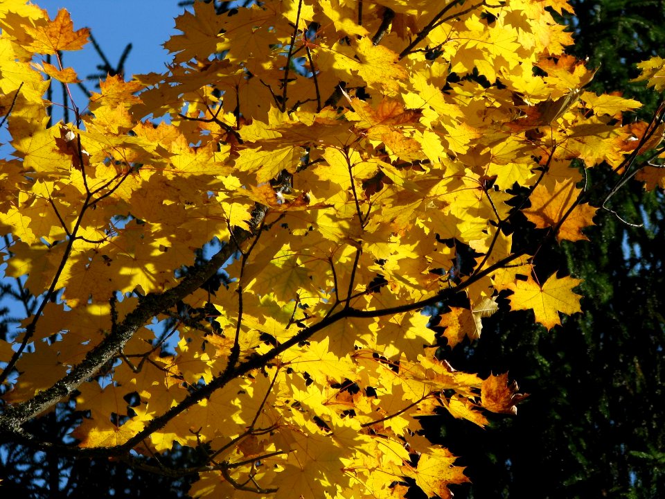 Acer platanoides 7120