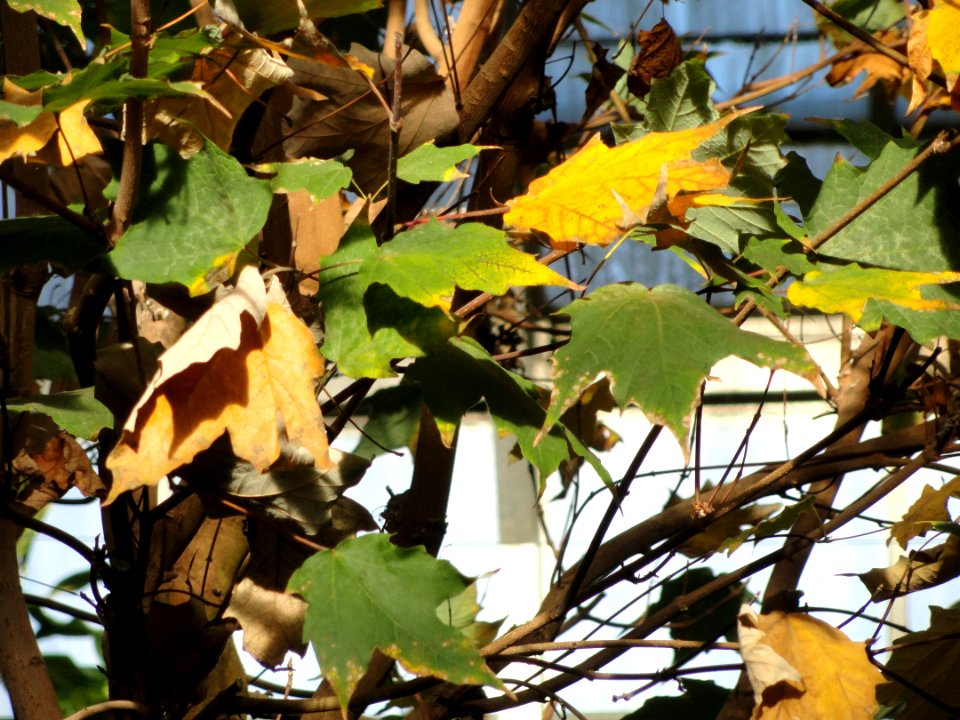 Acer saccharum subsp. skutchii (Acer skutchii) - Lyman Plant House, Smith College - DSC04366
