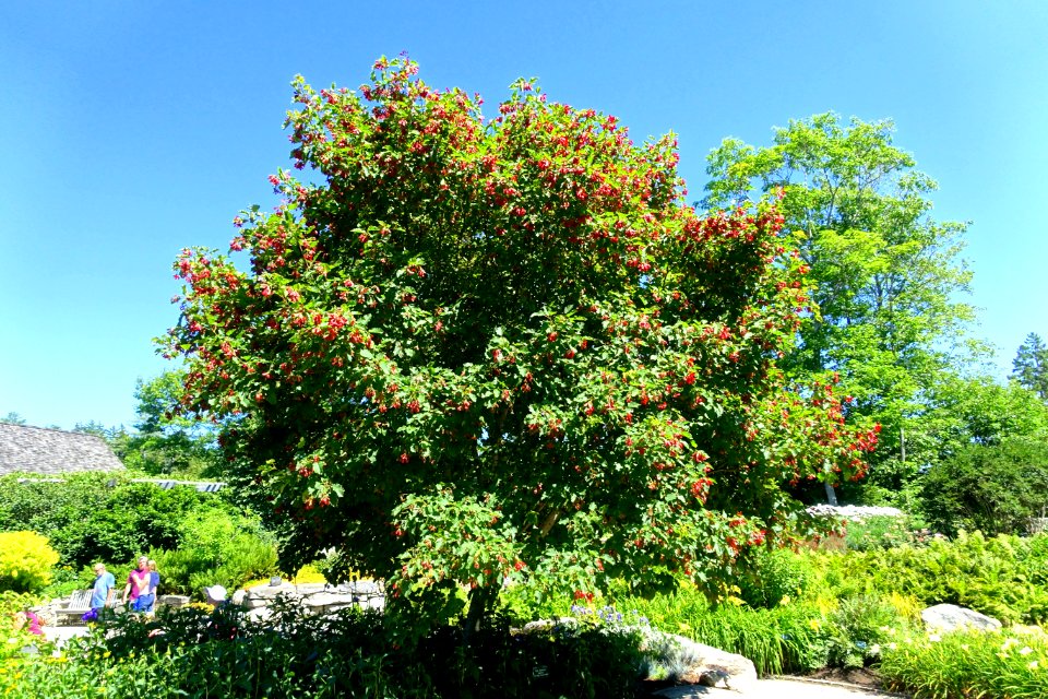 Acer tataricum 'GarAnn' - Coastal Maine Botanical Gardens - DSC03148