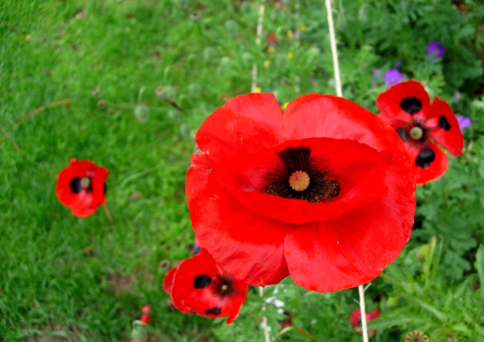 Red flower red garden