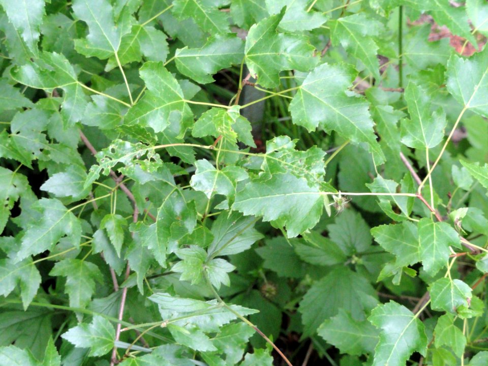 Acer tataricum subsp. semenovii - Botanical Garden in Kaisaniemi, Helsinki - DSC03759