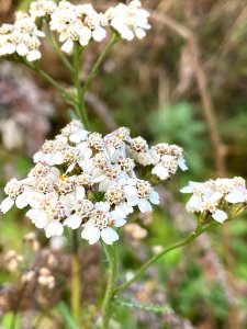 Achillea millefolium 101731125