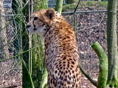 Acinonyx jubatus (Cheetah), Burgers zoo, Arnhem, the Netherlands photo