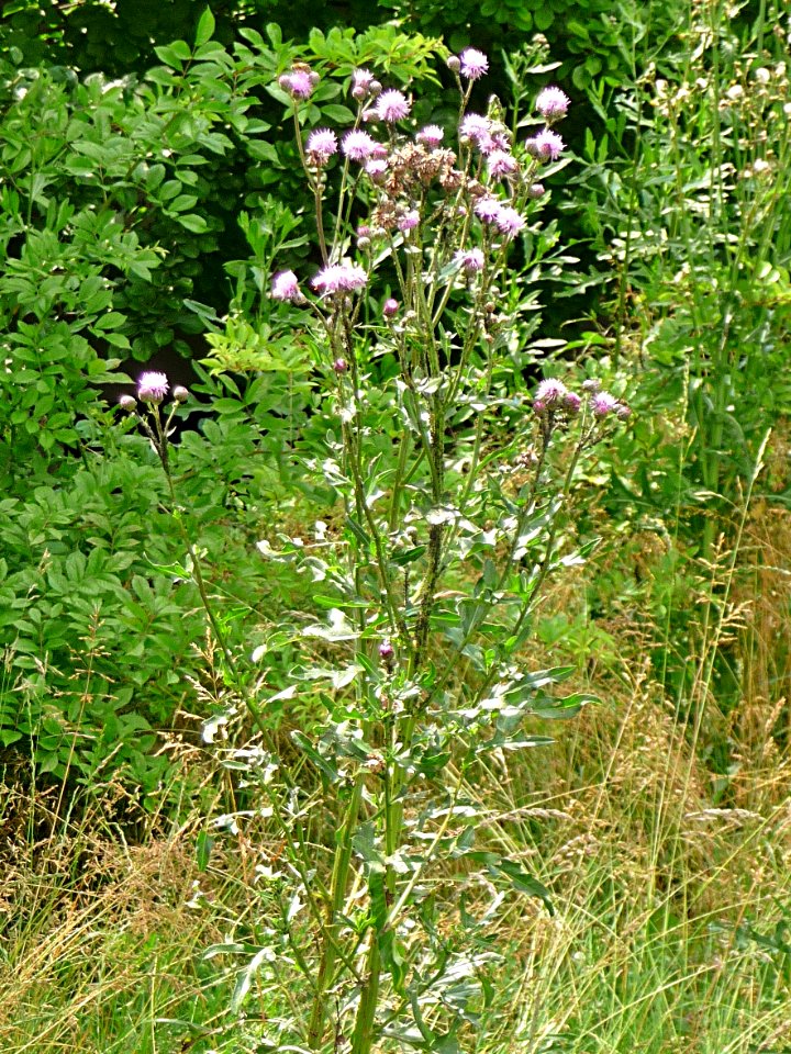Acker-Kratzdistel Kohlbruck