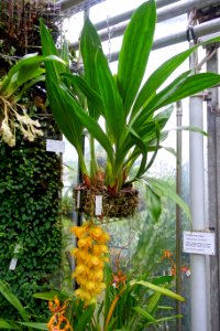 Acineta densa - Botanischer Garten - Heidelberg, Germany - DSC00943