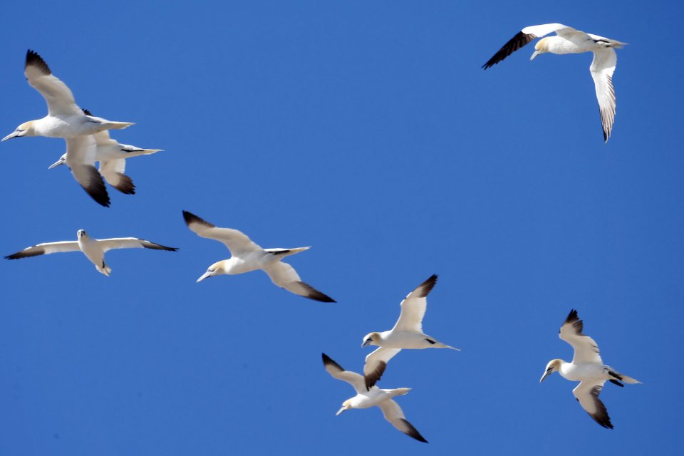 Acht.fliegende.Basstoelpel.Ile.Rouzic