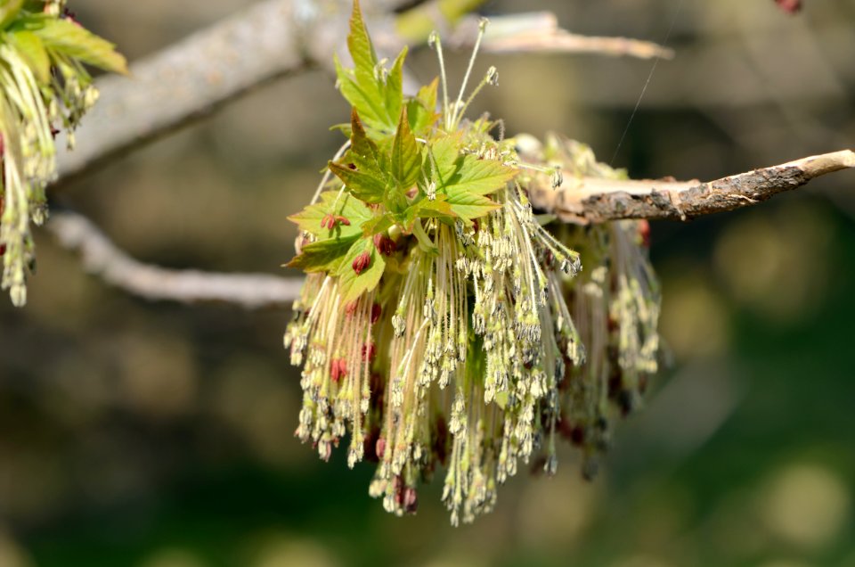 Acer negundo flowering