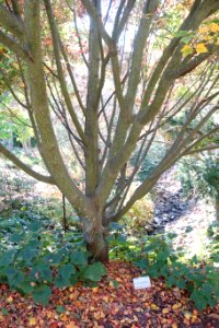 Acer rufinerve - Quarryhill Botanical Garden - DSC03612