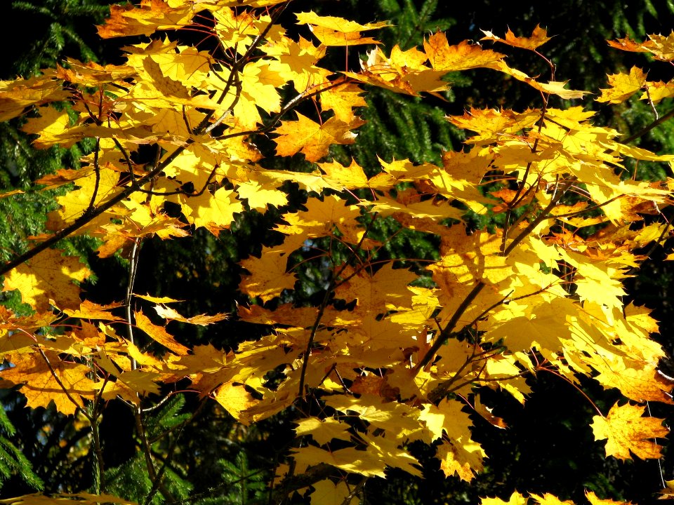 Acer platanoides 7121